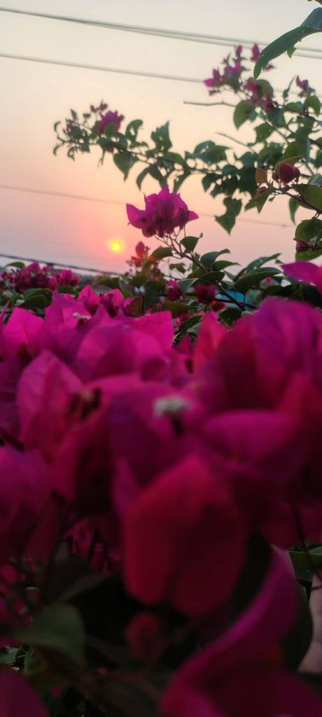 World Photography Day